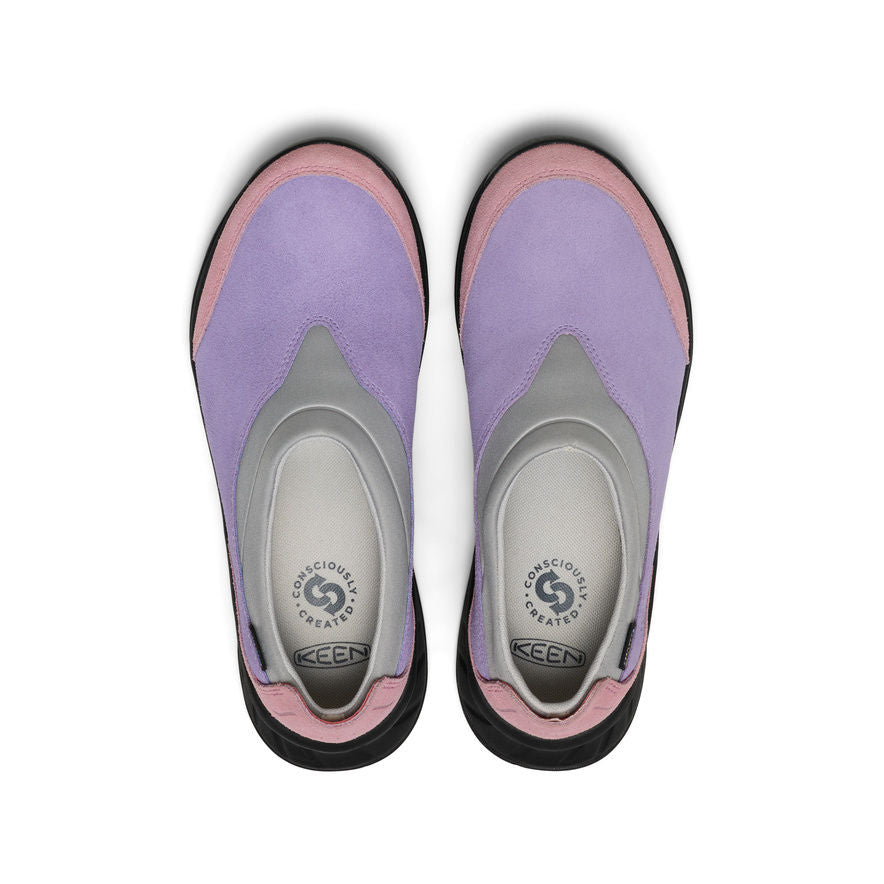 Aster Purple/Lilas